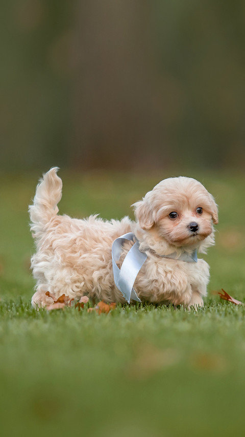 Adorable Maltese and Poodle mix Puppy screenshot