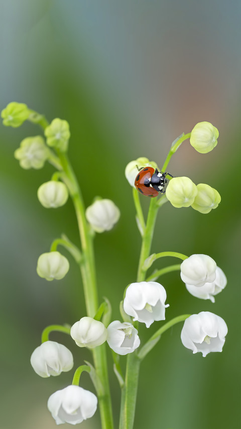 Macro flower shooting skills 5 screenshot