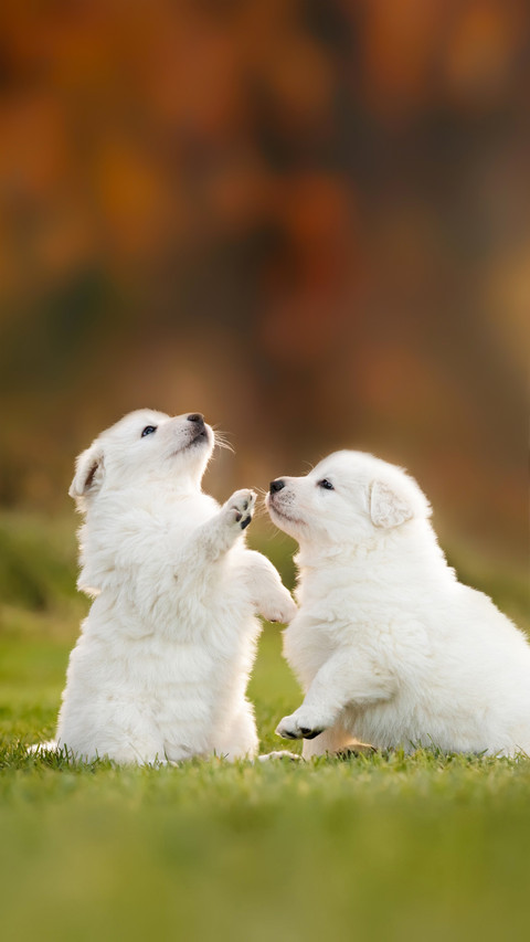 Two White Puppies Playing on The Grass screenshot
