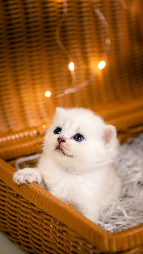 How old can a kitten get out of its nest screenshot