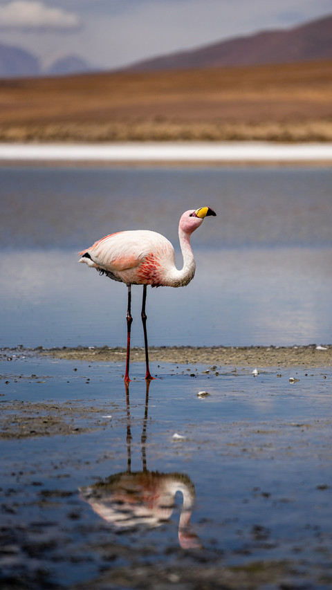 Flamingos on the lake surface screenshot