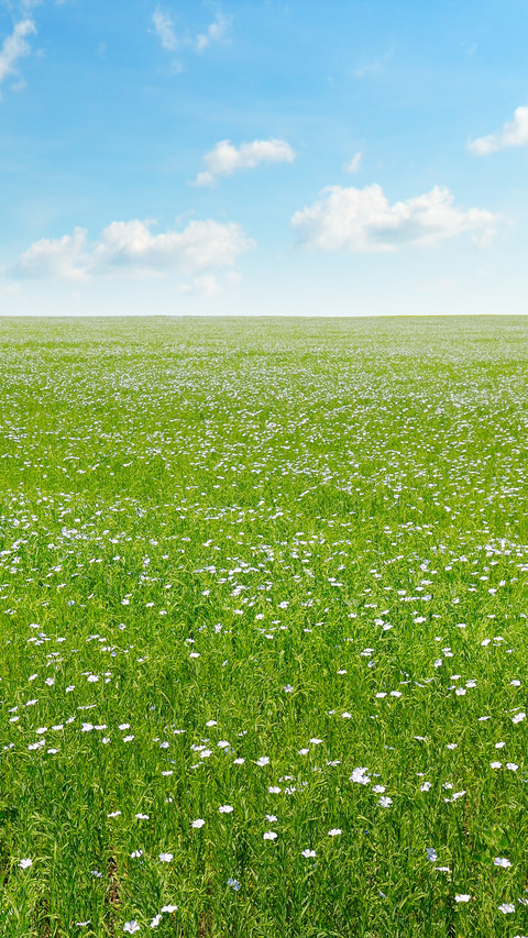 Green Grass And Blue Sky screenshot