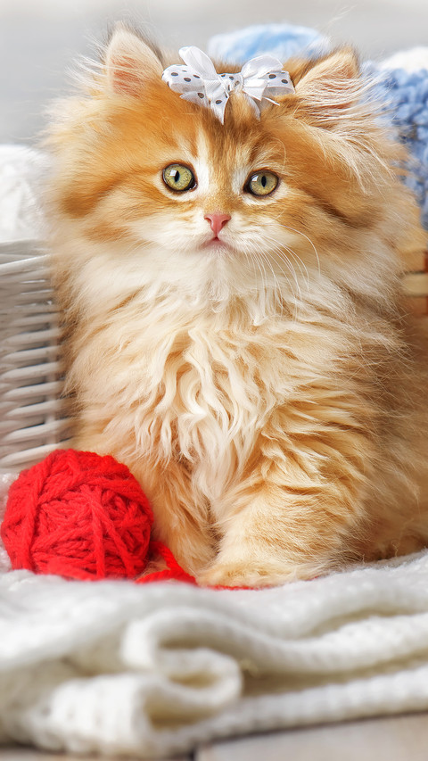 Lovely animals-04 screenshot