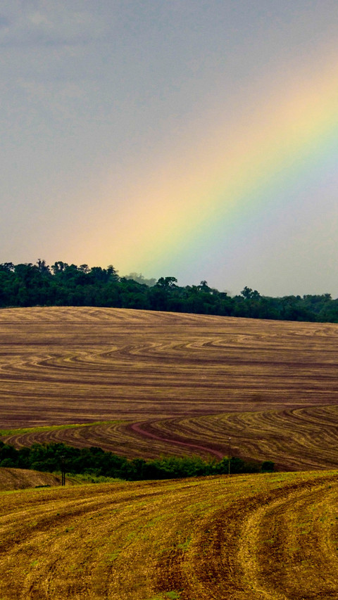 Rainbow Fields screenshot