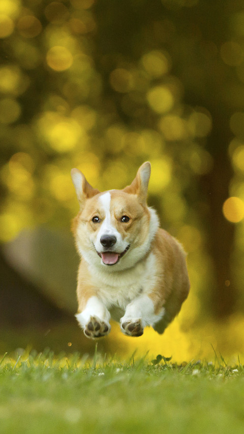 Do pets also need to lose weight screenshot