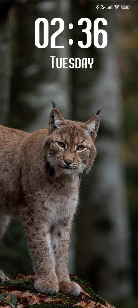 Lynx screenshot