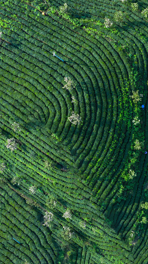 In the tea gardens of guizhou screenshot