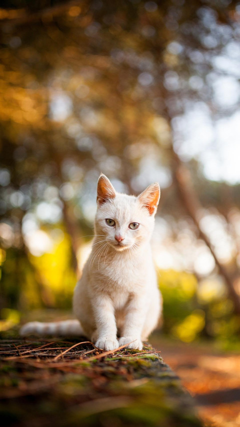 Pet cat15 screenshot