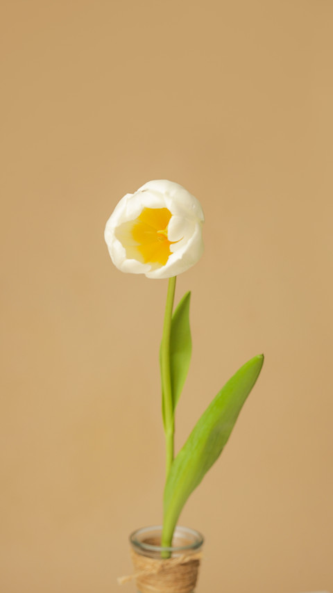 Tulips come in different colors screenshot
