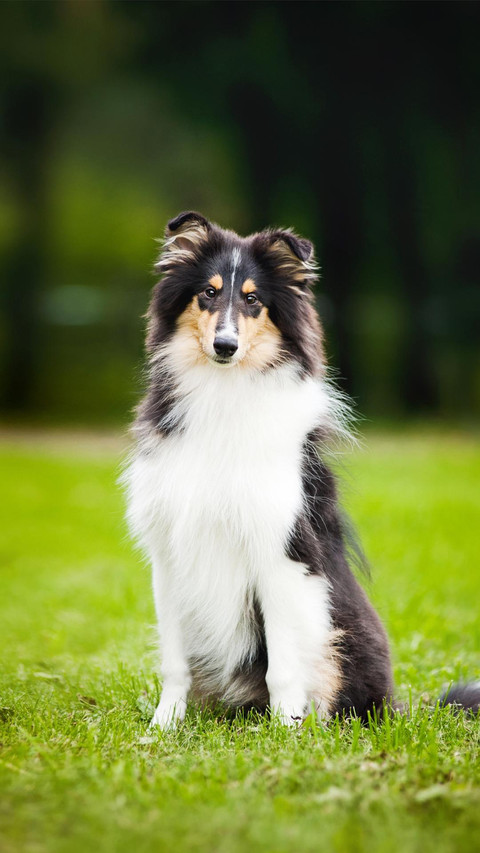 Dog228 screenshot