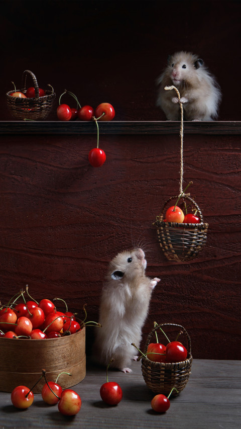 Hamster feeding tips screenshot