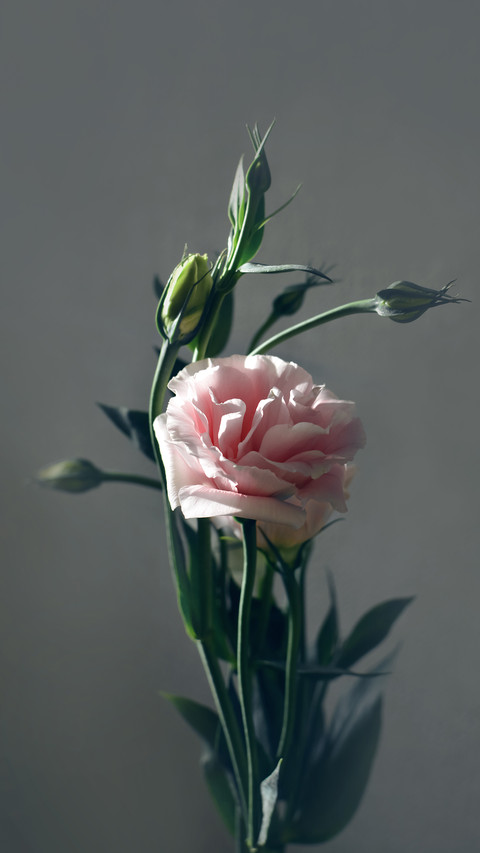 Art Wallpapers-08 screenshot