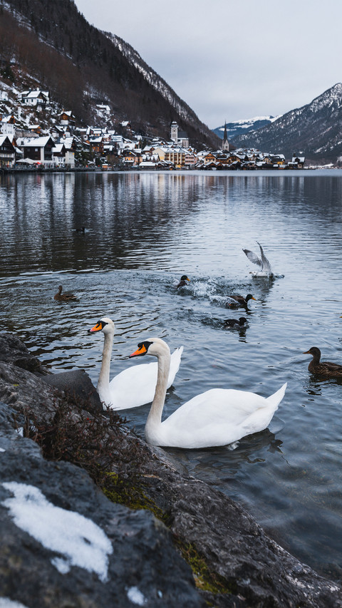 Swans on the austrian lake screenshot