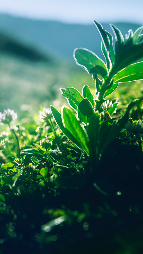 The world of grass screenshot