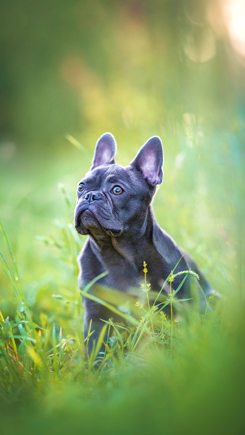 Small French bulldog sitting in grass against sunset screenshot