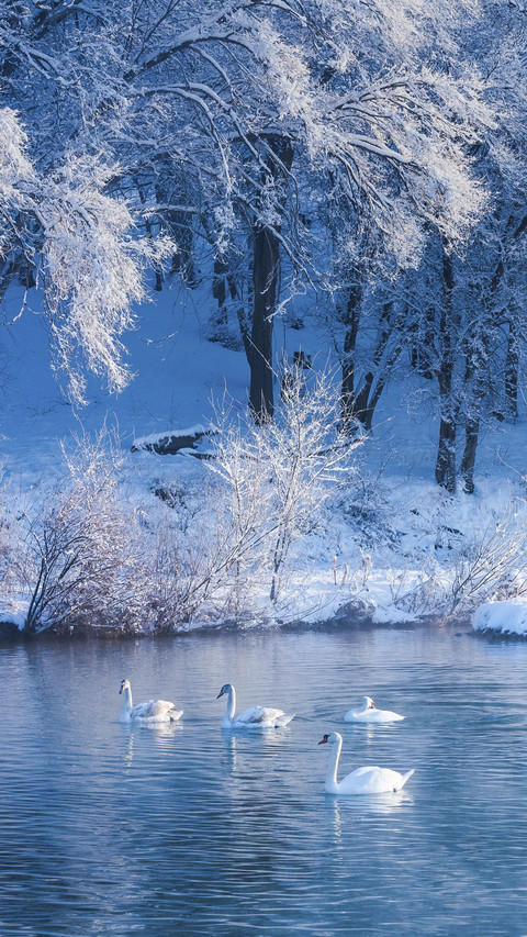 Swans in Snowy Lake screenshot