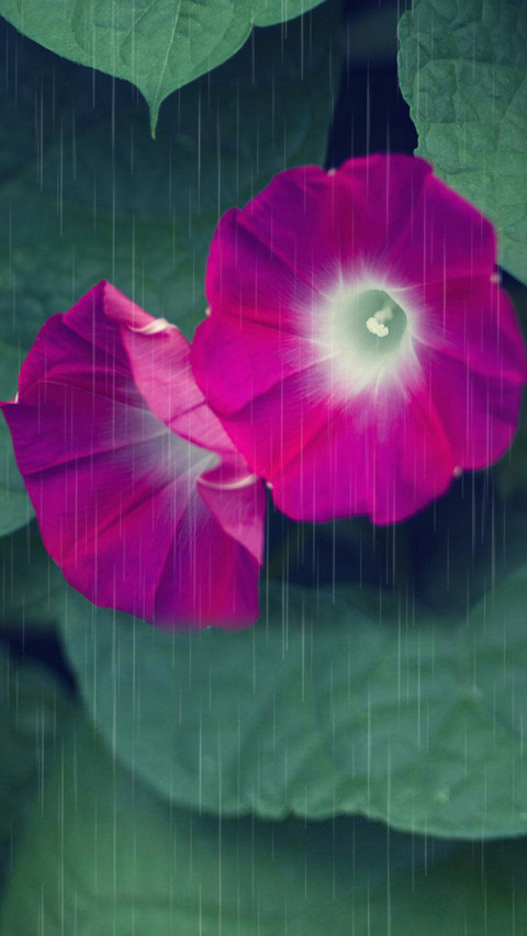 花颜 screenshot
