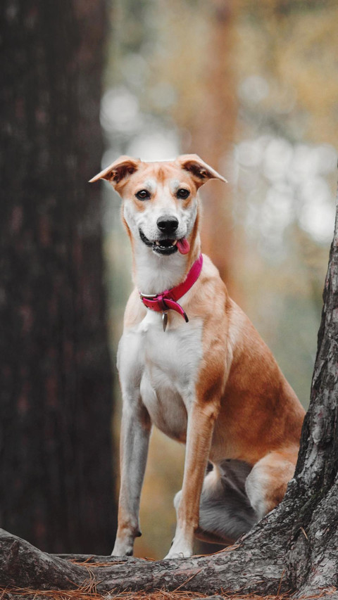 Dog384 screenshot