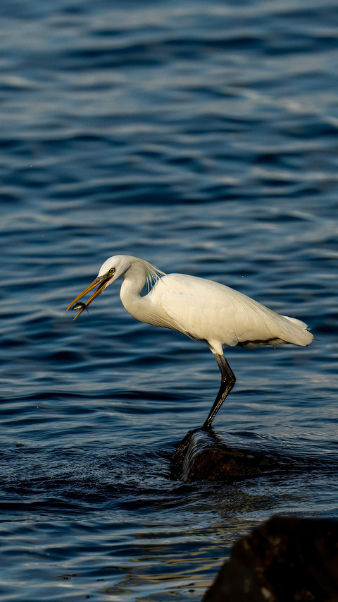 Yellowbilled egrets catching fish screenshot