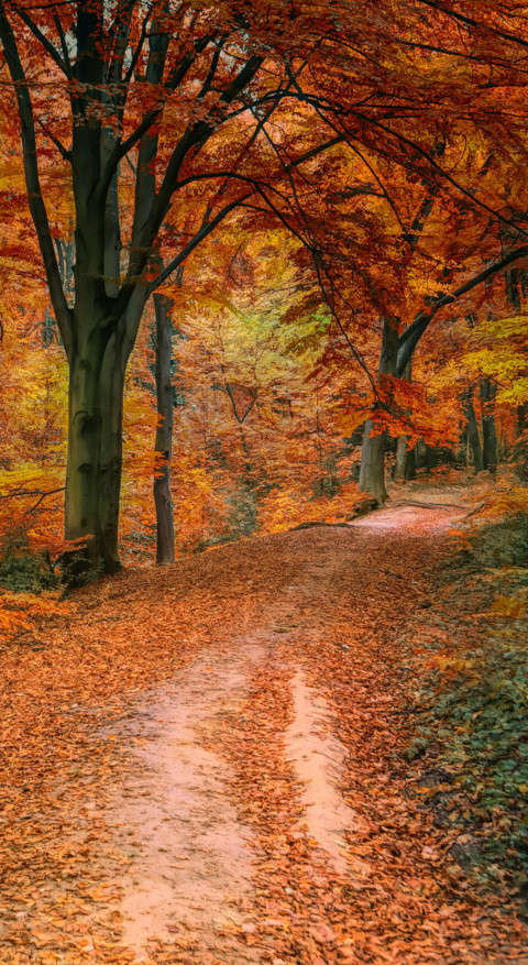 Roads & Pathways (14) screenshot
