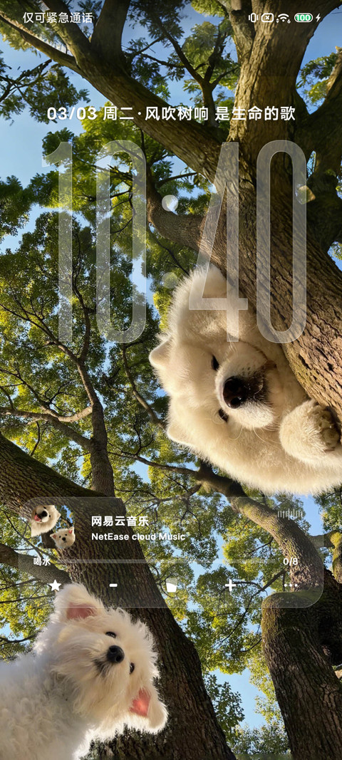 治愈小狗 树影摇晃 screenshot