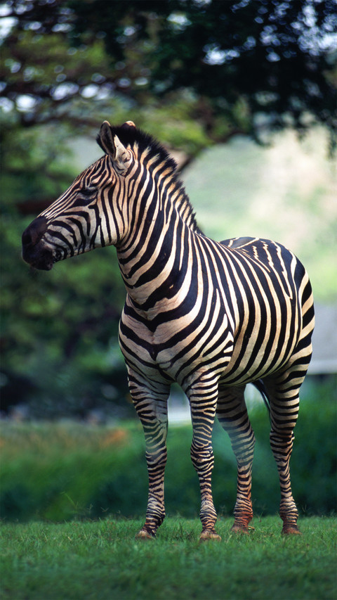 Why zebras have never been human domestication 8 screenshot