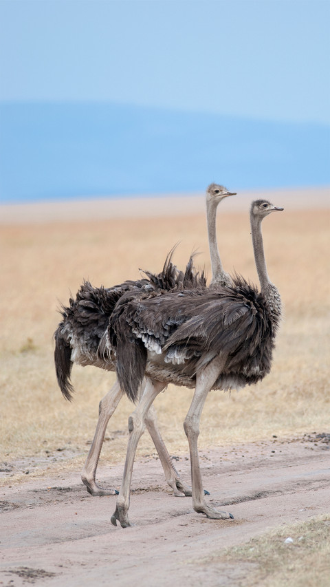 Noble ostrich-01 screenshot