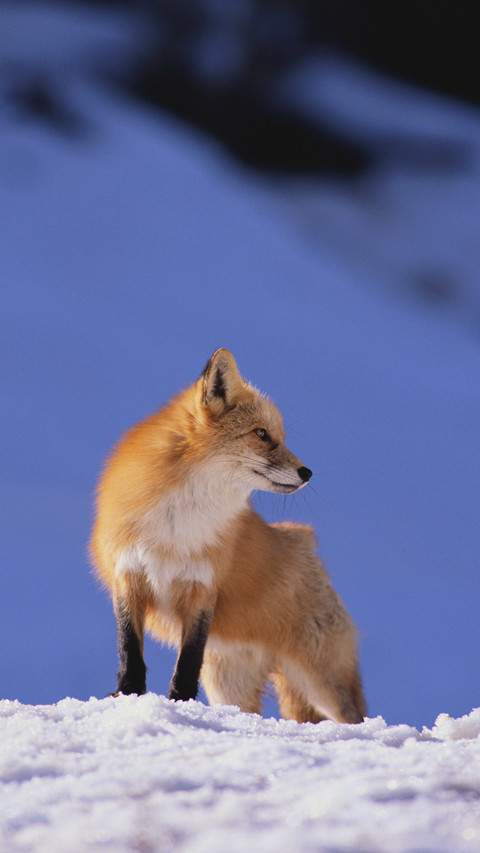 High IQ animals allusions screenshot