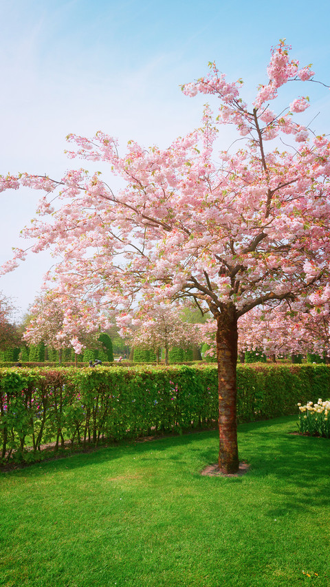 cherry blossom screenshot