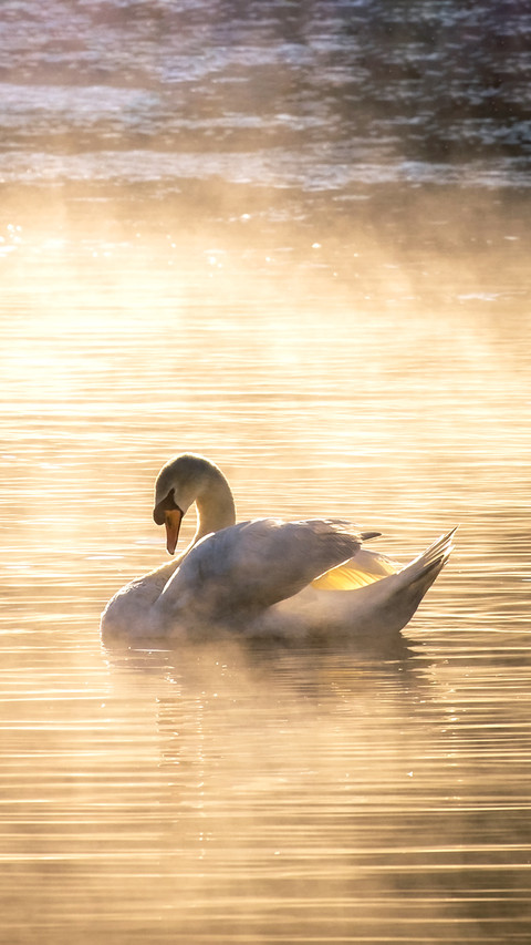 White swan on fog reservoir in the morning screenshot