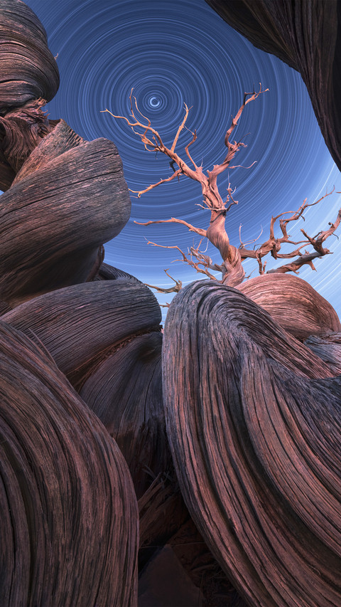 The threaded dead wood can be seen in the starry river screenshot