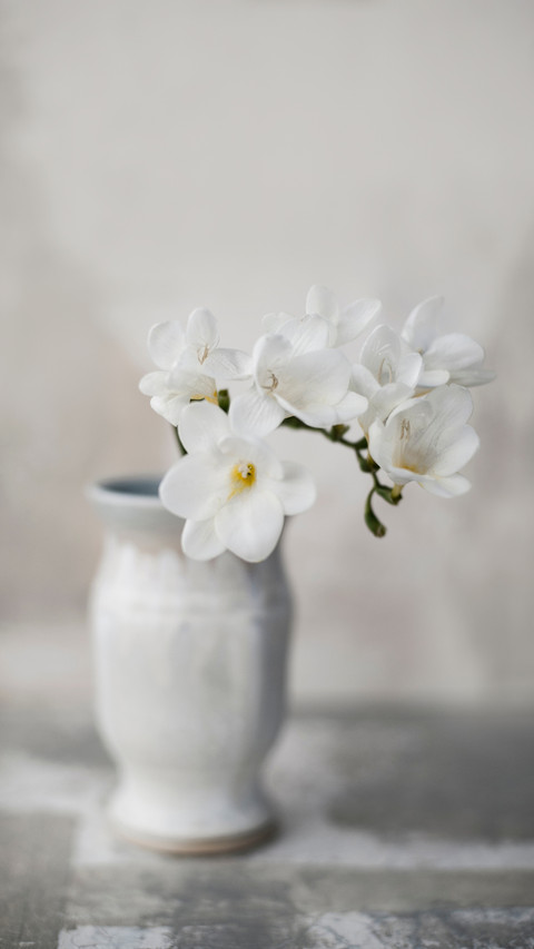 Still Life Photography of classical white flowers screenshot