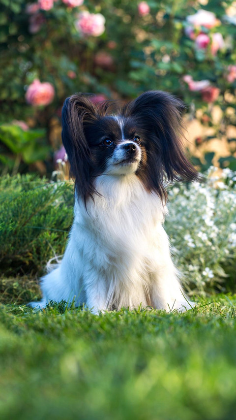 Dog289 screenshot