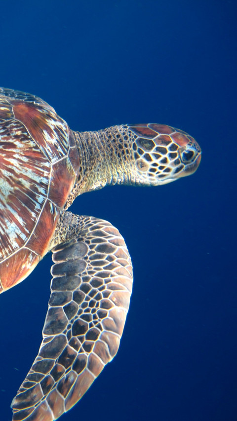 swim sea turtle legs screenshot