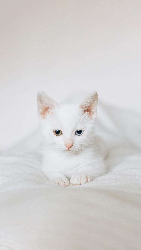 A white cat is sitting on a white chair screenshot