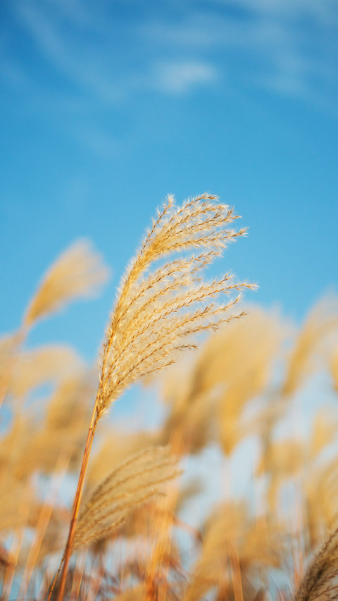 Blue sky and reeds 2 screenshot