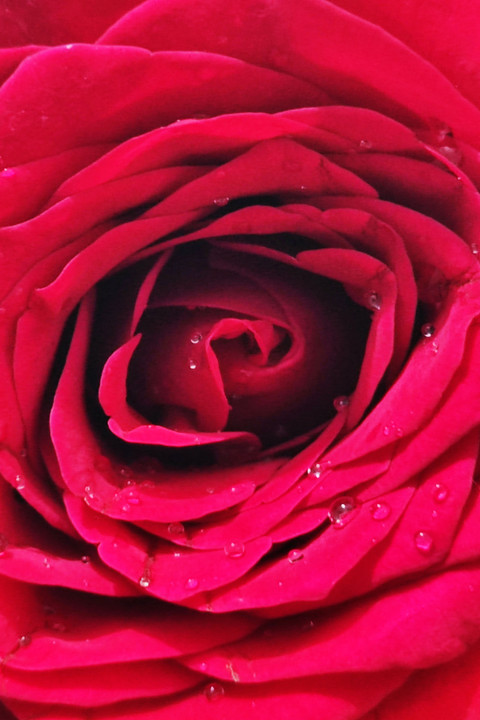 Petals of Rose.jpg screenshot