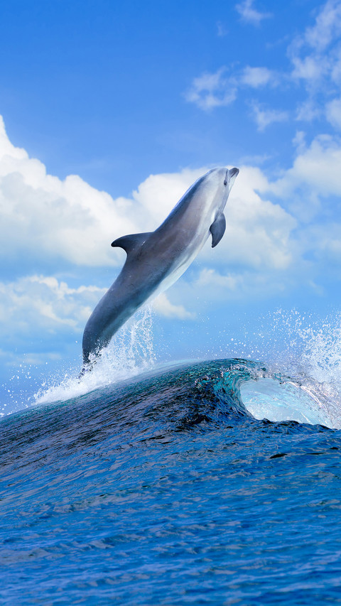 Sea creature-02 screenshot