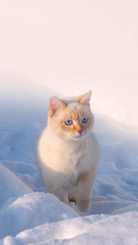 White house cat with blue eyes in snowdrift screenshot