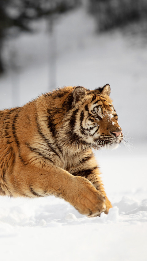 Siberian tigers are running in the snow screenshot