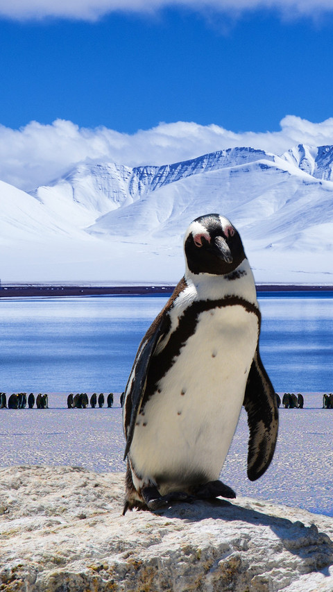 Pingu (9) screenshot