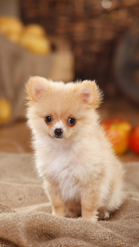 可爱萌宠博美犬 screenshot