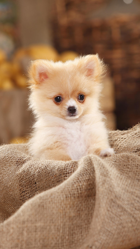 可爱萌宠博美犬 screenshot