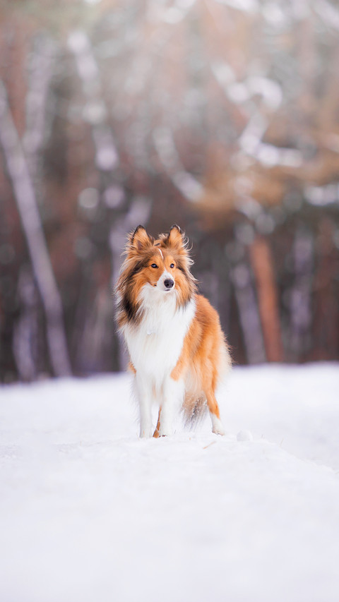 A sheltie breed in the winter forest screenshot