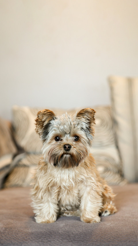 A cute yorkshire terrier peeking sitting on a sofa screenshot