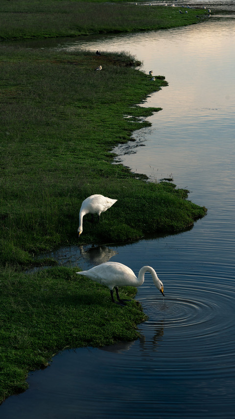 Swans playing in the water screenshot