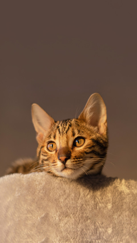 A closeup of a cute kitten on a blurred background screenshot