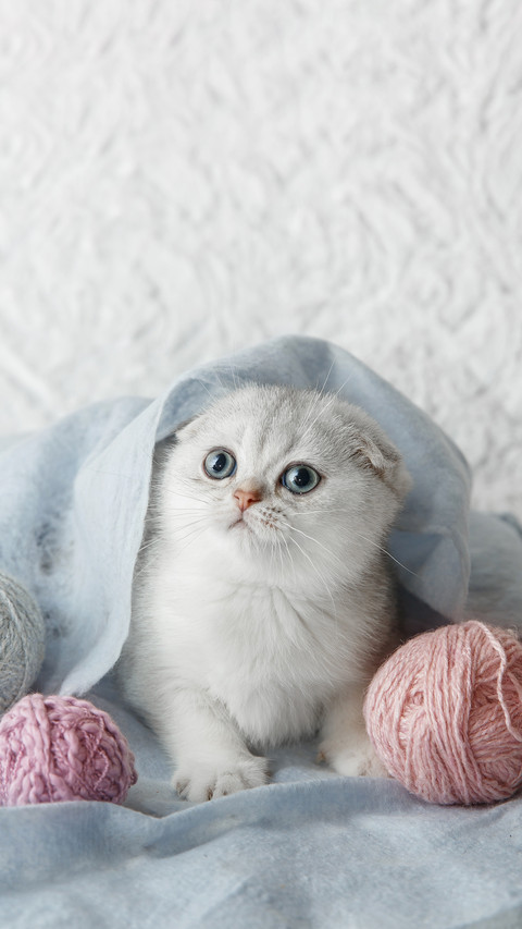 冬季猫咪保暖干货分享 screenshot