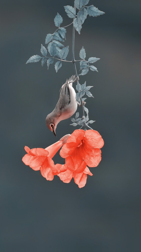 A picture of wild birds foraging for food by smelling the screenshot