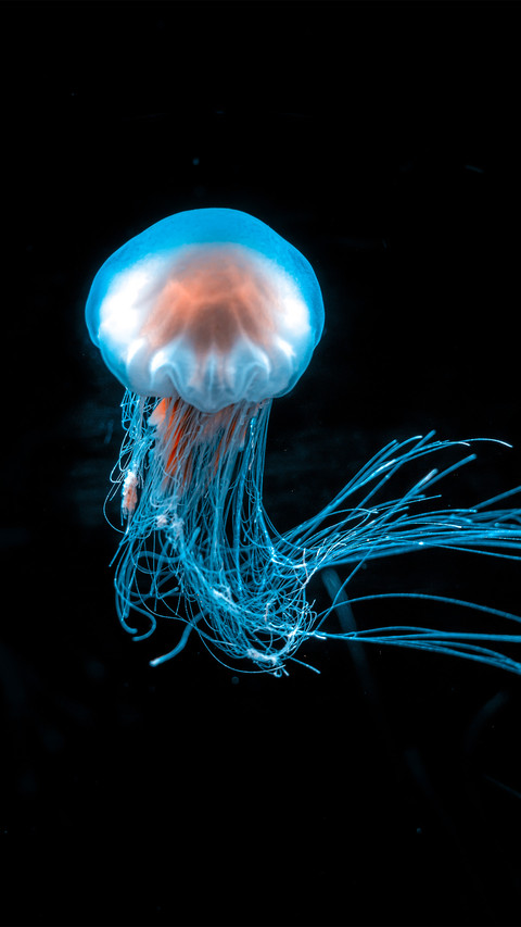 Lions mane jellyfish screenshot